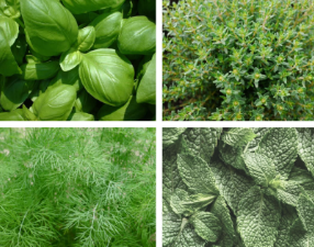 Photo of different herbs